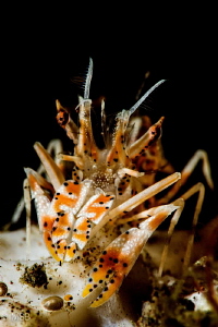 Tiger shrimp. My first and last encounter. by Mehmet Salih Bilal 